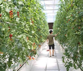 山东青岛：智慧农业栽培技术实现有机蔬菜丰收带领产业升级村民致富